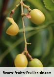 fruits de azadirachta indica