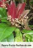 Fleurs-Fruits-Feuilles de badula borbonica
