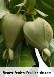 Fleurs-Fruits-Feuilles de barringtonia asiatica