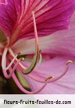 Fleurs de bauhinia variegata