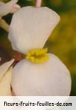 Fleurs de begonia blanc