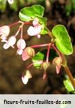 Fleurs-Fruits-Feuilles de begonia cucullata