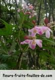 Fleurs-Fruits-Feuilles de begonia diadema