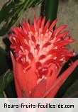 Fleurs-Fruits-Feuilles de billbergia pyramidalis