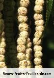fruits de boehmeria penduliflora