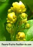 Fleurs-Fruits-Feuilles de bunchosia armeniaca