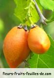 Fruit de bunchosia armeniaca
