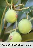 fruits de calophyllum inophyllum