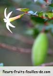 Fleurs-Fruits-Feuilles de carissa spinarum