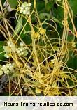 Fleurs-Fruits-Feuilles de cassytha filiformis