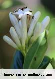 Fleurs-Fruits-Feuilles de chassalia gaertneroides