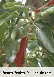 Fleurs-Fruits-Feuilles de cinnamomum camphora