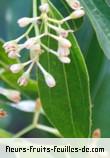Fleurs-Fruits-Feuilles de cinnamomum verum
