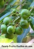 fruits de clerodendrum heterophyllum