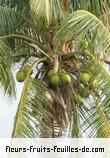 Fleurs-Fruits-Feuilles de cocos nucifera