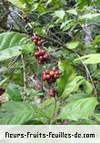 Fleurs-Fruits-Feuilles de coffea arabica