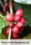 fruits de coffea arabica