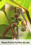 Fleurs-Fruits-Feuilles de cordemoya integrifolia