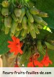 Fleurs-Fruits-Feuilles de cordia sebestena