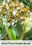 Fleurs-Fruits-Feuilles de cossinia pinnata