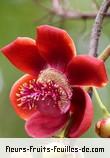 Fleurs de couroupita guianensis