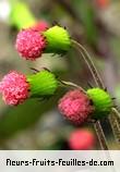 Fleurs-Fruits-Feuilles de crassocephalum crepidioides