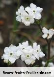 Fleurs de cynoglossum borbonicum