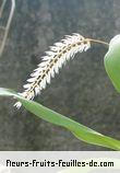 Fleurs-Fruits-Feuilles de dendrochilum glumacea