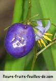 Fleurs-Fruits-Feuilles de dianella ensifolia