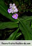Fleurs-Fruits-Feuilles de dichorisandra thyrsiflora