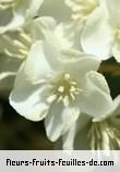 Fleurs de dombeya acutangula