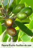 Fleurs-Fruits-Feuilles de elaeodendron orientale