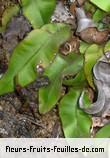 Feuilles de elaphoglossum hybridum
