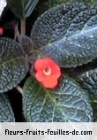 Fleurs-Fruits-Feuilles de episcia cupreata