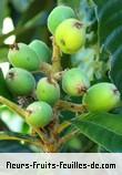 fruits de eriobotrya japonica