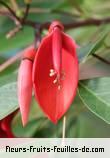Fleurs-Fruits-Feuilles d'erythrina variegata