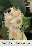 Fleurs-Fruits-Feuilles d'eucalyptus robusta