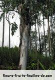 Fleurs-Fruits-Feuilles d'eucalyptus species