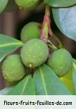 Fruit de ficus cyathistipula