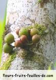 Fleurs-Fruits-Feuilles de ficus laterifolia