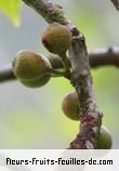 fruits de ficus laterifolia