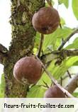 Fruit de ficus mauritiana