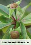 Fleurs-Fruits-Feuilles de foetidia mauritiana