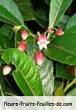 Fleurs-Fruits-Feuilles de forgesia racemosa