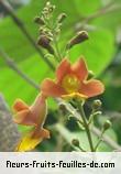 Fleurs-Fruits-Feuilles de gmelina arborea