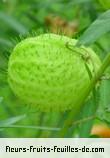 Fruit de gomphocarpus physocarpus