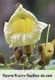 Fleurs de haplophragma adenophyllum