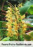 Fleurs-Fruits-Feuilles d'hedychium gardnerianum