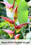 Fleurs-Fruits-Feuilles de heliconia dielsiana