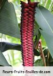 Fleurs-Fruits-Feuilles d'heliconia mariae